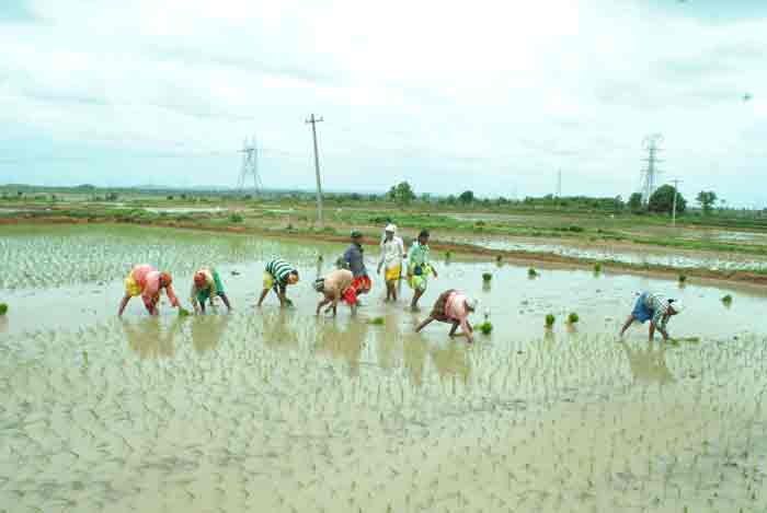 సాగుజోరు..