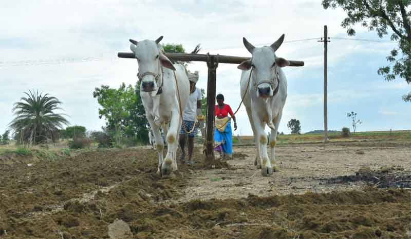 రైతుబంధుతో సాగు ఫండుగ
