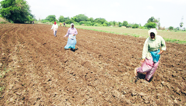 పొత్కపల్లిలో మక్క విత్తనాలను పెడుతున్న మహిళలు