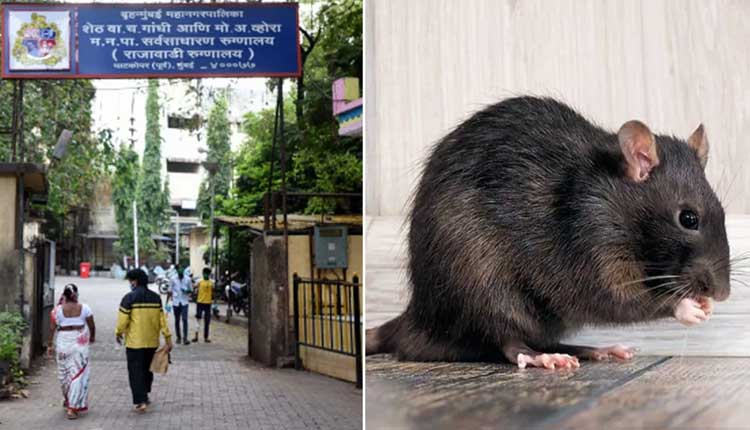 ముంబైలో దారుణం: ఐసీయూలో రోగిని క‌రిచిచంపిన ఎలుక‌లు..!