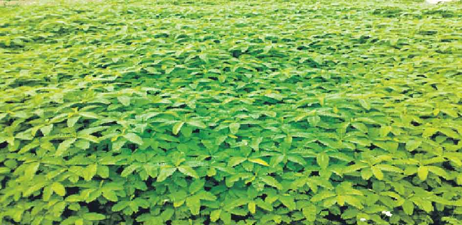 పచ్చి రొట్టతో.. పచ్చని పంటలు!