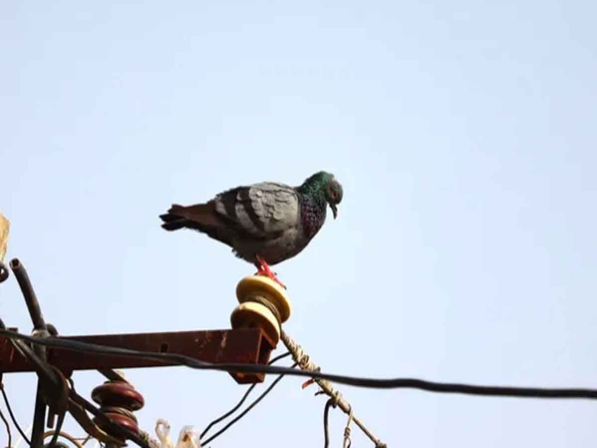 పావురాన్ని కాపాడ‌బోయి.. క‌రెంట్ షాక్‌తో వ్య‌క్తి మృతి