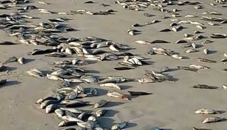 రెండు క్వింటాళ్ల చేపలు మృతి