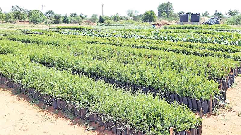 హరితహారానికి సర్వం సిద్ధం