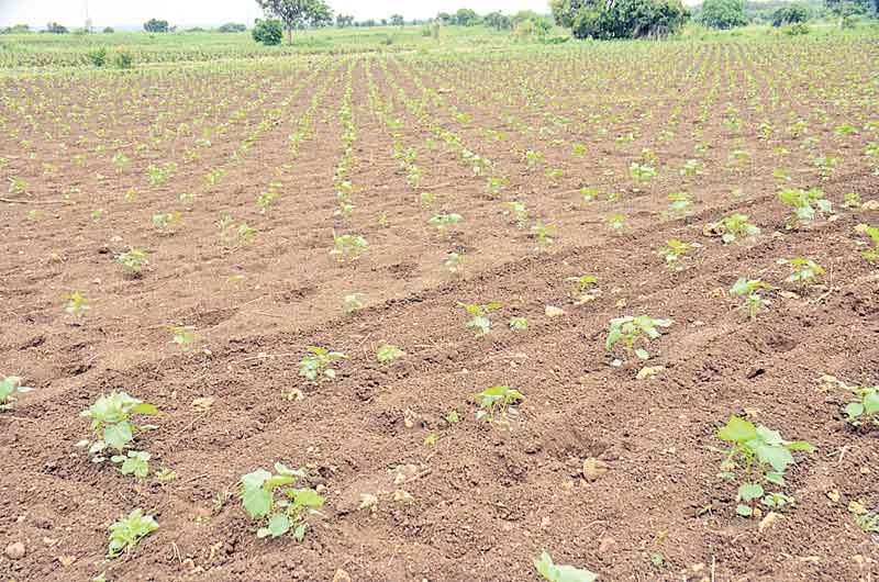 కలవరింతే..