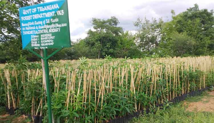 హరితహారానికి సన్నద్ధం