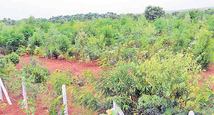 పల్లెకు ‘ప్రకృతి’ అందాలు