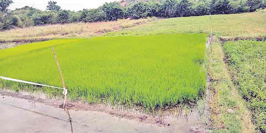 నారుమడిలో సస్య‘రక్షణ’