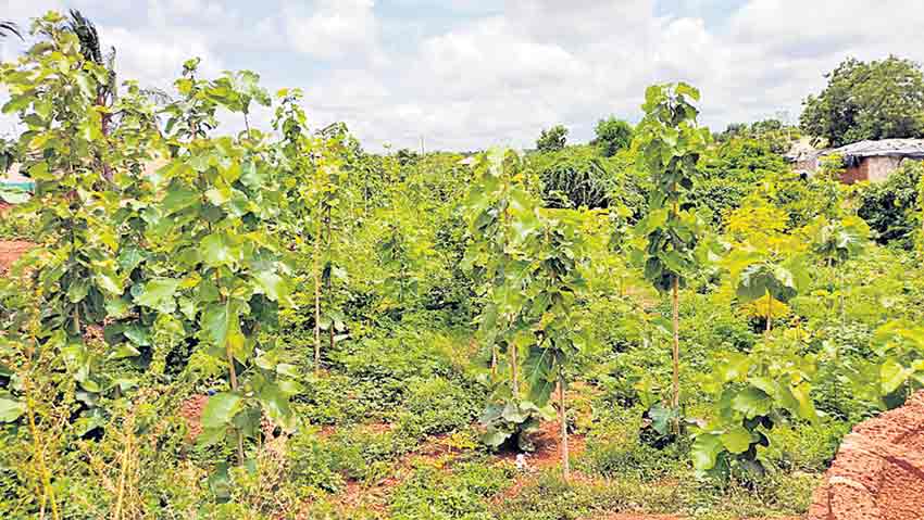 పల్లె ప్రగతితో మారిన గ్రామ రూపురేఖలు