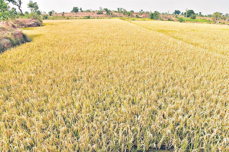 అన్న‘దాత’కు మద్దతు