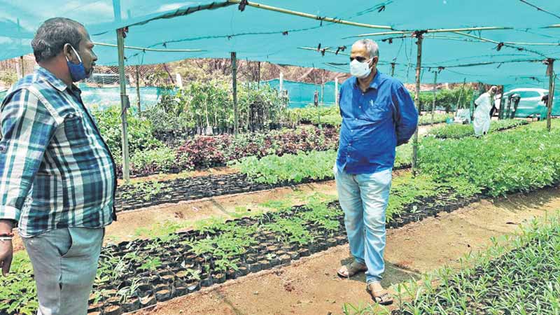 హరితోద్యమం