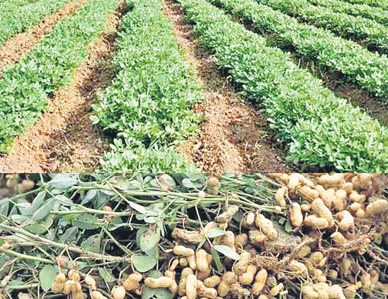 పంట మార్చు.. ఆదాయం ఆర్జించు