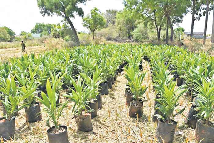 ఆయిల్‌పామ్‌.. ఆదాయ వనరు