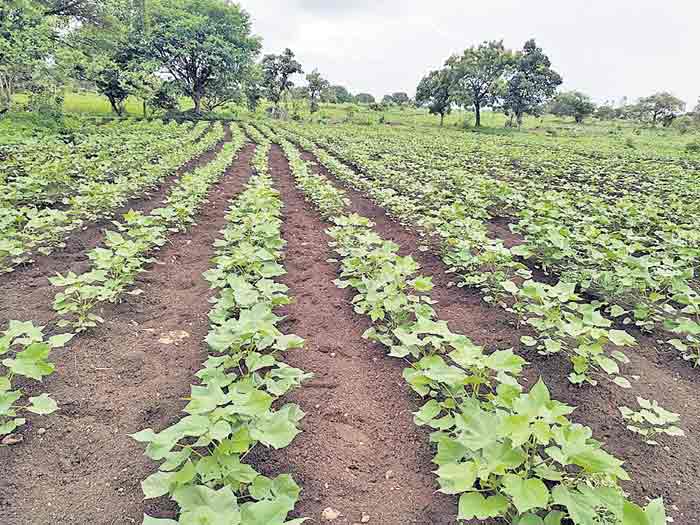 పత్తి సాగు వైపు రైతుల చూపు