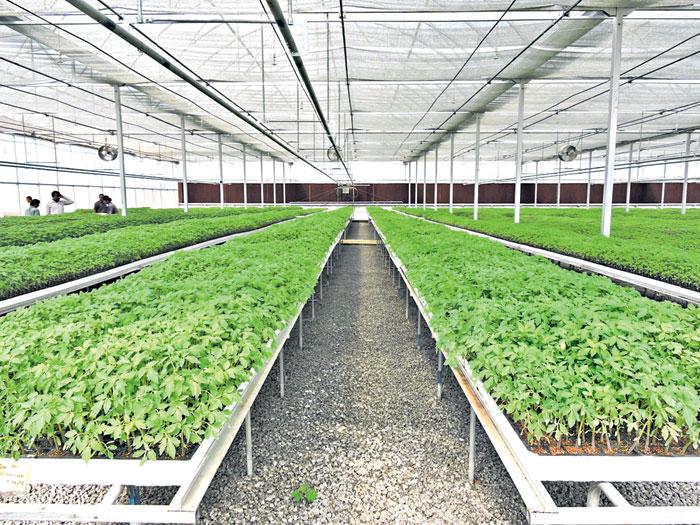 నర్సరీలకు రిజిస్ట్రేషన్‌ తప్పనిసరి