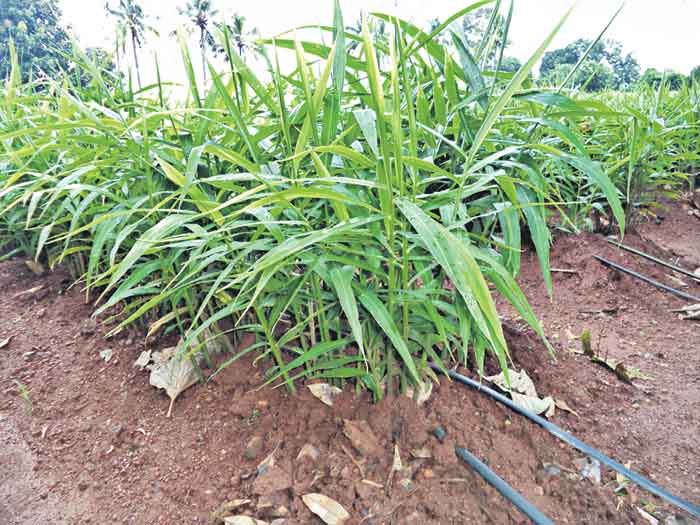 సర్కారు ప్రోత్సాహం.. రైతు ఉత్సాహం