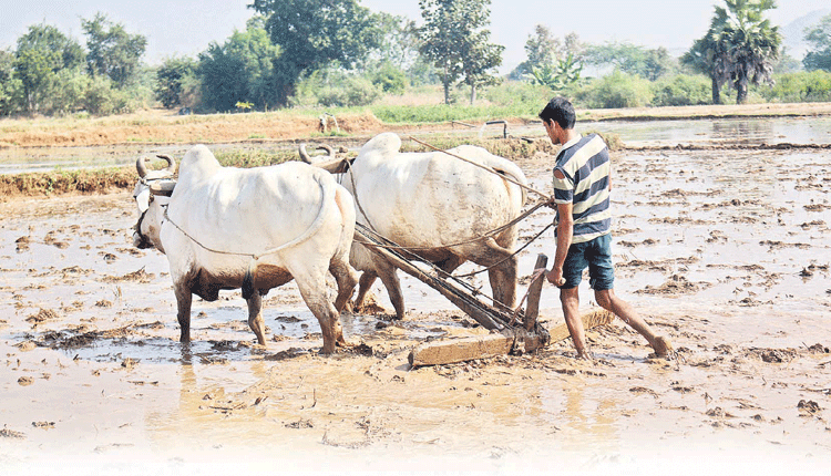సాగు పెరుగుతోంది