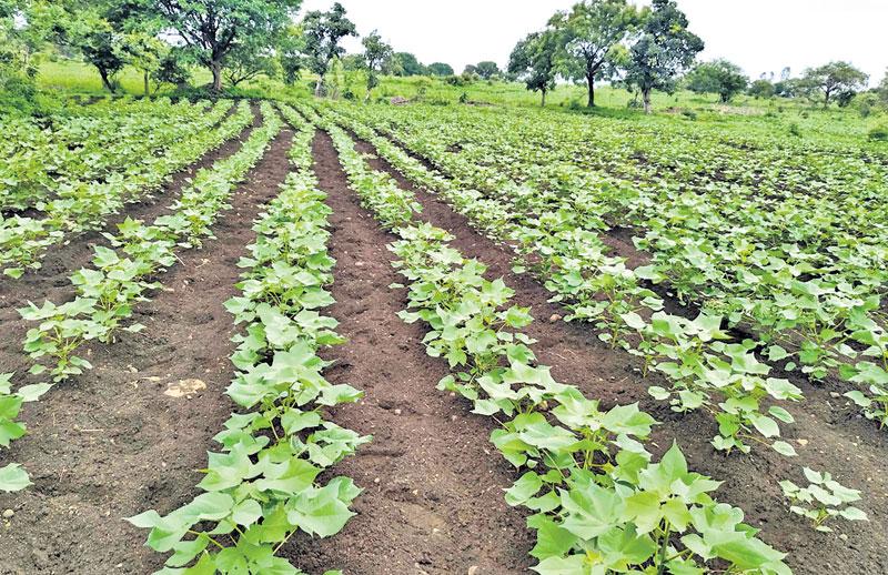 తెల్ల బంగారం సాగుపై అన్నదాతల మొగ్గు