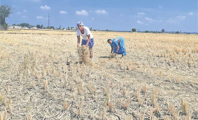 సాయమ్మ నవ్వింది..