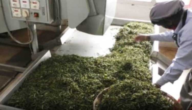 న‌మ్మ‌లేని నిజం: కిలో టీ పౌడ‌ర్ ధ‌ర రూ.16,400..!