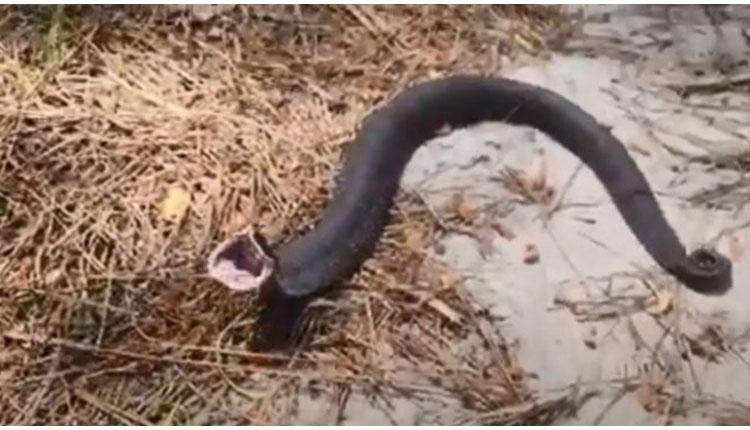 గ‌ల్లీ క్రికెట‌ర్స్‌కు చుక్క‌లు చూపించాడు.. వీడియో వైర‌ల్