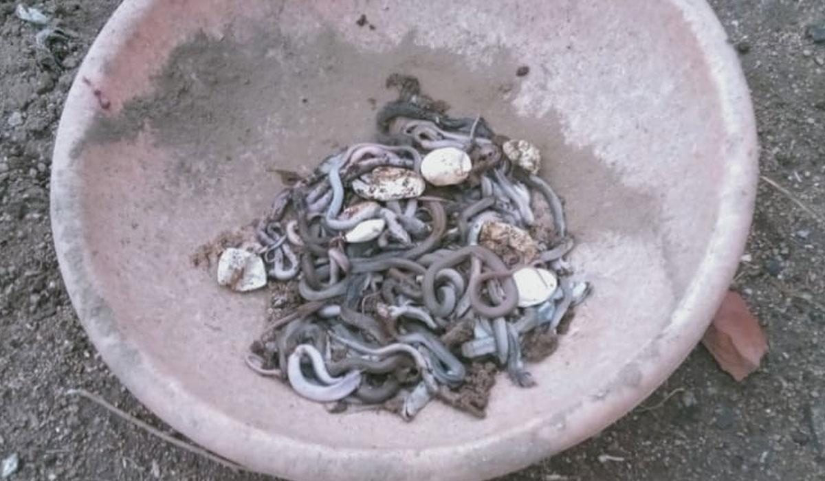 ఇంటి పునాది తీస్తుండ‌గా 100 పాములు ల‌భ్యం