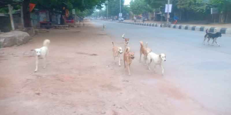 వీధి కుక్కల స్వైరవిహారం