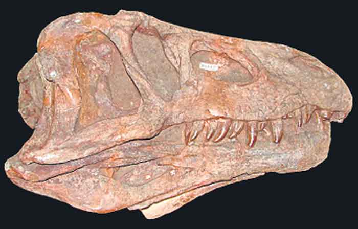 తెలంగాణలో అరుదైన జీవజాతి