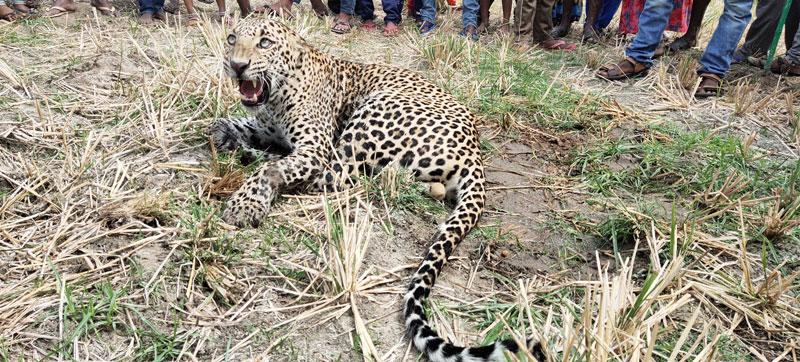 చిరుతపై బర్రెల దాడి!