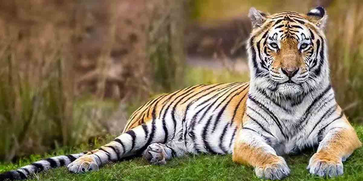 పులులకూ కరోనా పరీక్షలు.. ఎక్కడంటే?