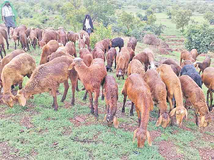 ఎలమందకు వెన్నుదన్నుగా..
