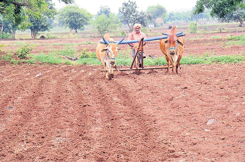 పత్తి వైపే సాగు