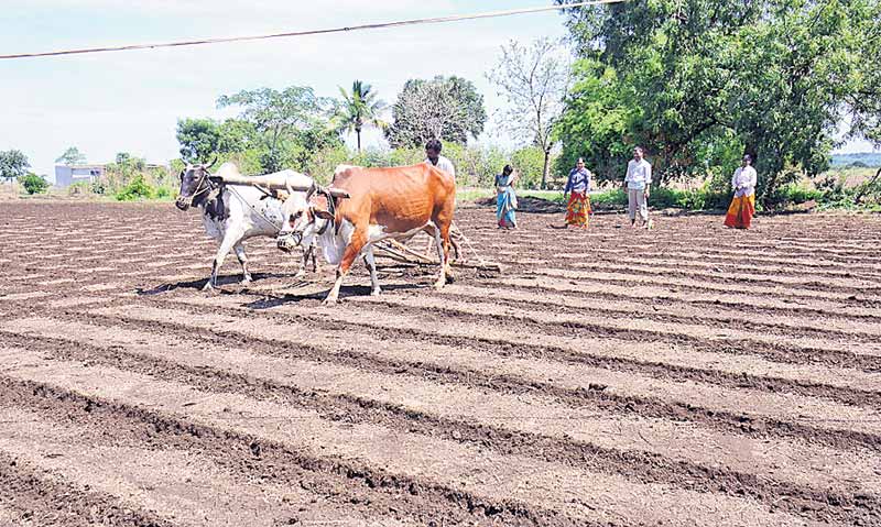 సాగు సంబంరం