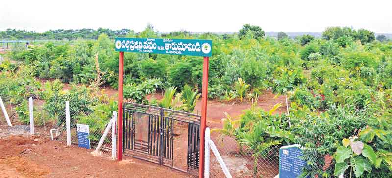 పచ్చందాలకు ప్రశంసలు