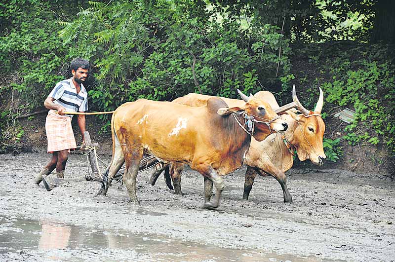 అందరి బంధువుకు.. ఆత్మీయాభిషేకం