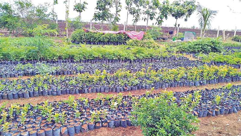 స్వచ్ఛ టేకల్కోడ్