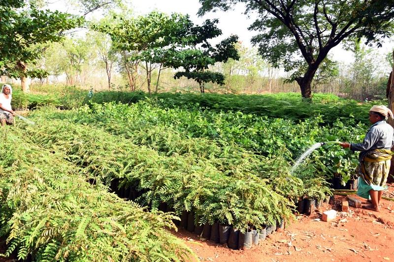 హరితోత్సవానికి సిద్ధం