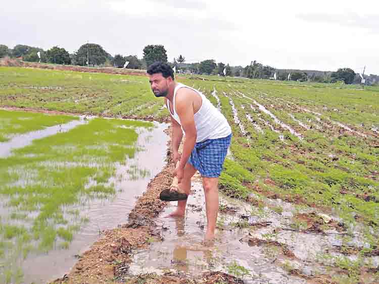 నాయినా.. మల్ల నాగలి వట్టిన్నె!