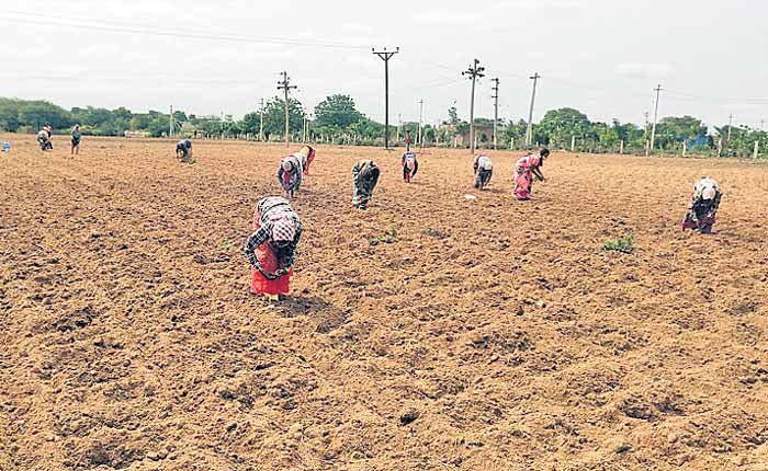 జోరందుకున్న వ్యవసాయ పనులు