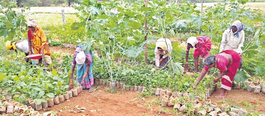 హరితహారానికి మొక్కలు సిద్ధం