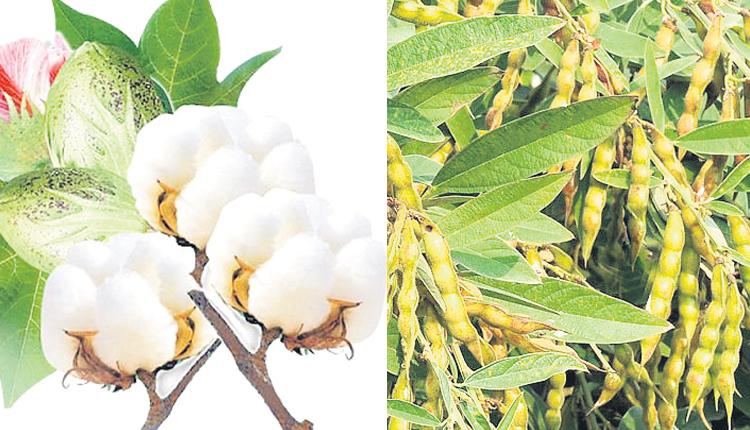 పత్తి తగ్గె.. కంది పెరిగె..