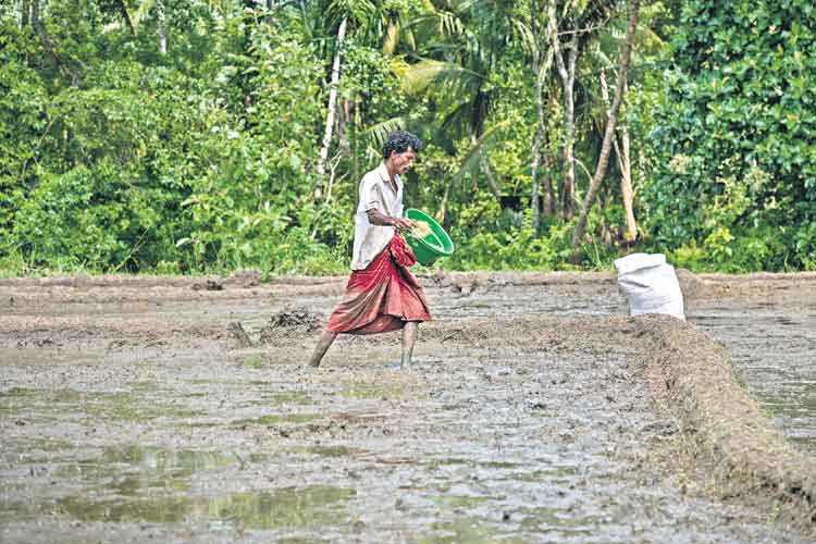 విత్తన ఎంపికలో జాగ్రత్తలు తప్పనిసరి
