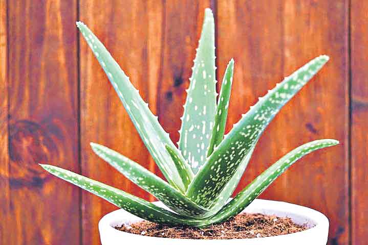 కలబందలో మెమొరీ చిప్స్‌ రసాయనాలు