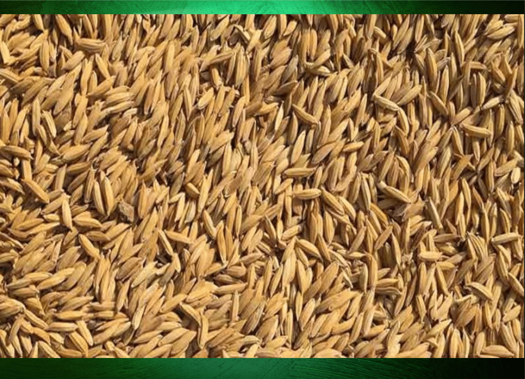 ఏపీలో రాయితీ వరి విత్తనాల పంపిణీ షురూ…