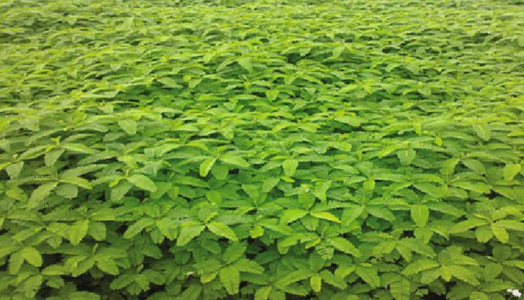 ‘పచ్చిరొట్ట’తో ప్రయోజనాలెన్నో..