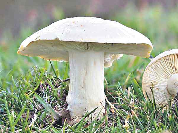 వానకాలం.. పోషకాల గొడుగు