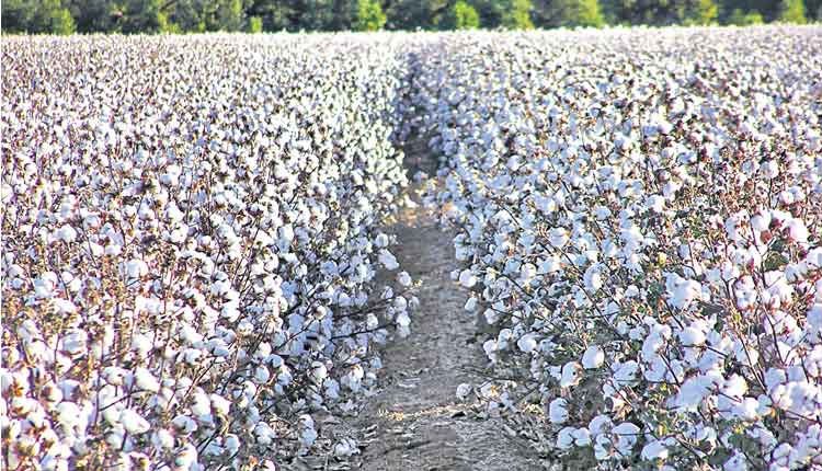 పత్తి వైపే సాగు మద్దతు బహుబాగు