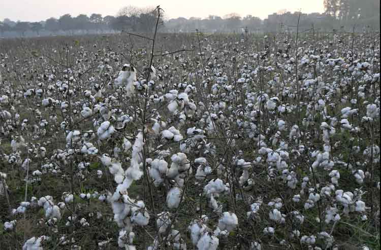 వెదజల్లే పద్ధతితో దిగుబడి విప్లవం