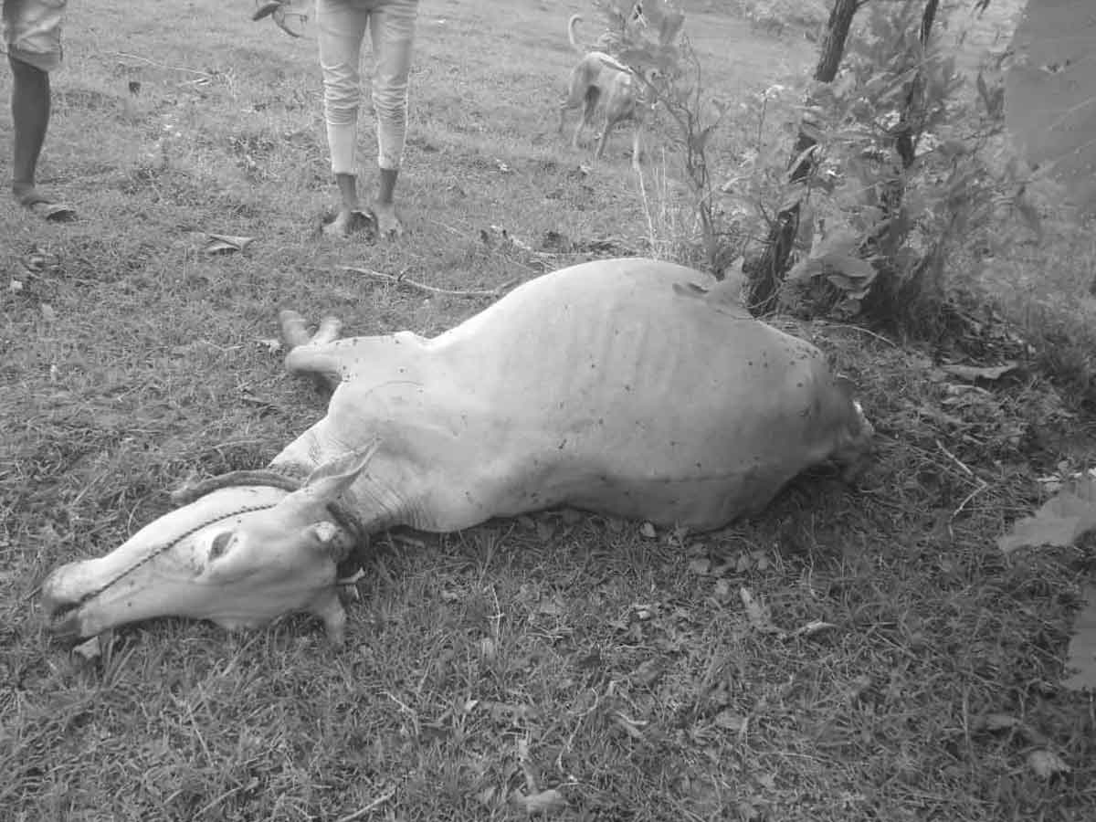 పులి దాడిలో మూడు పశువులు మృతి