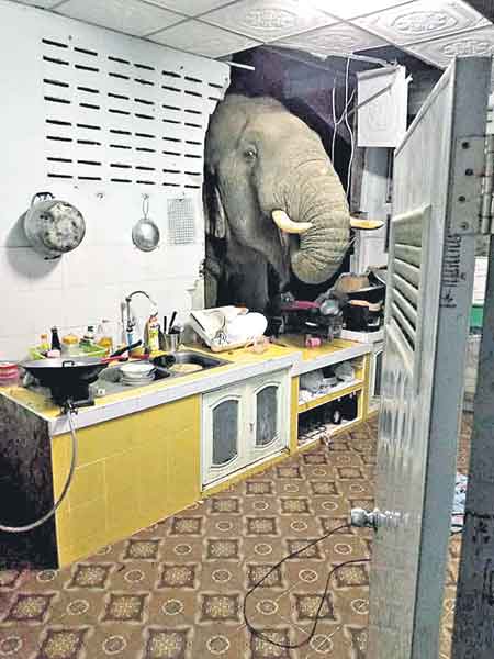 వంటింట్లో ‘గజ’దొంగ!